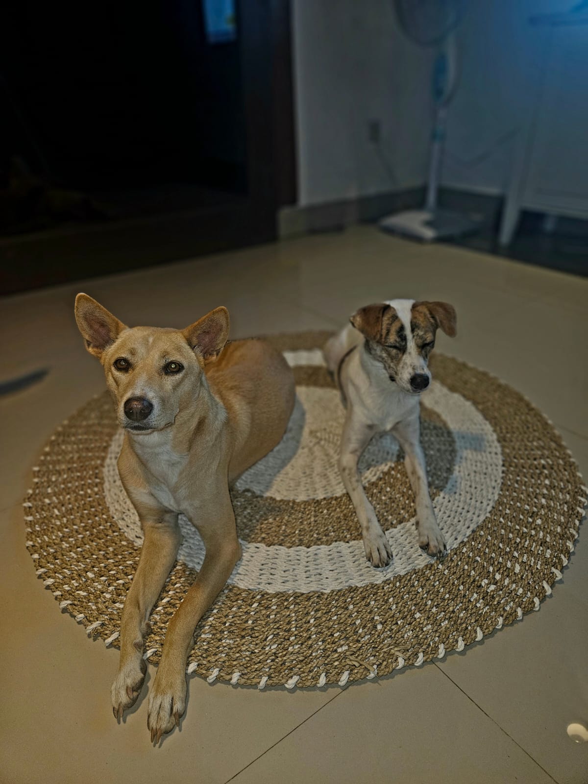 Sheeva und Luna – die beiden auf Bali adoptierten Hunde